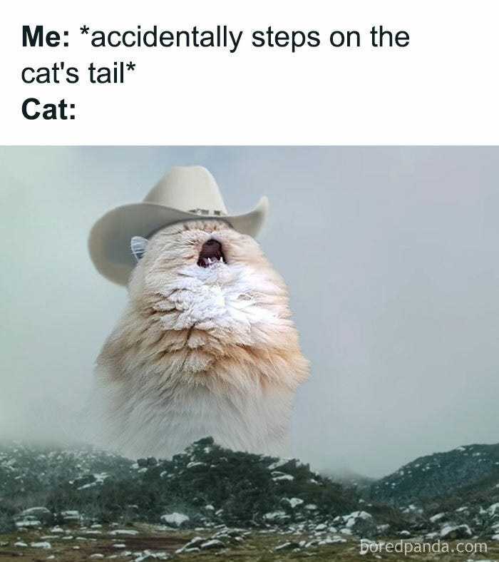 30 Hilarious Cat Memes All Cat Owners Will Be Able To Relate To | DeMilked