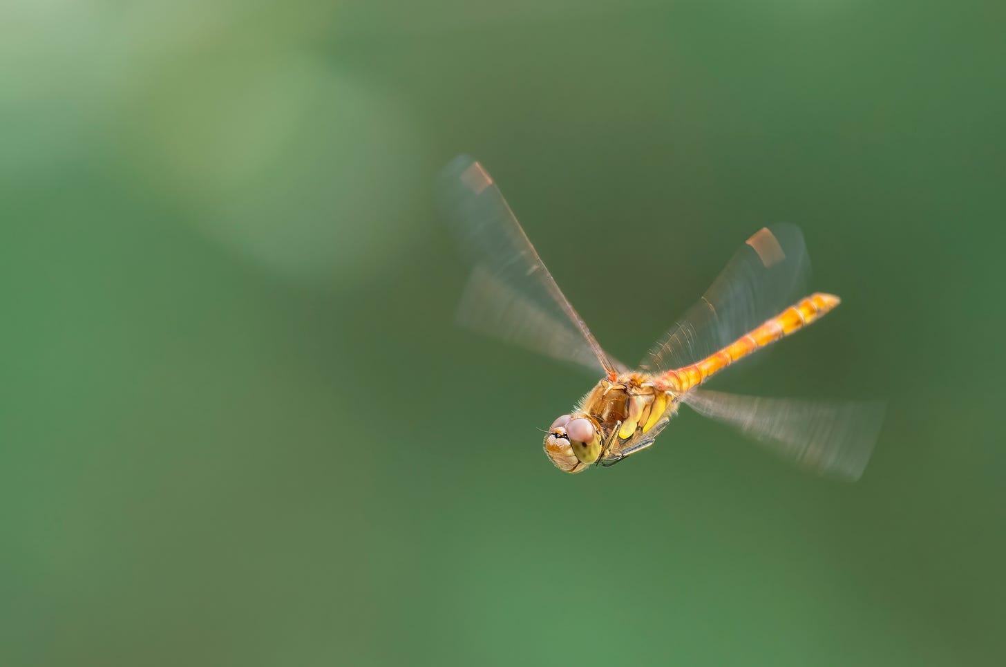 Photo of a common darter dragonfly in flight