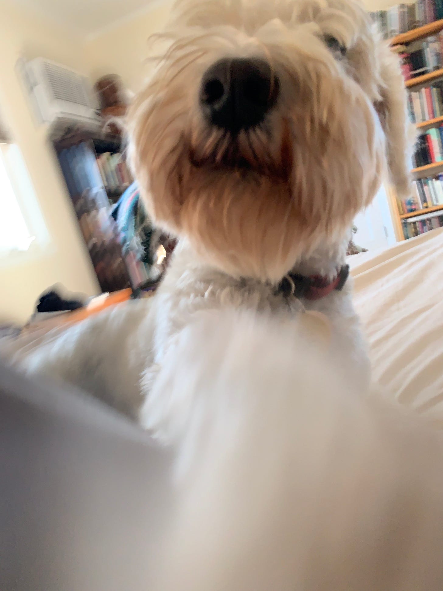 A very close up shot of white schnauzer Finn, snoot in close focus as he seeks ATTENTION.