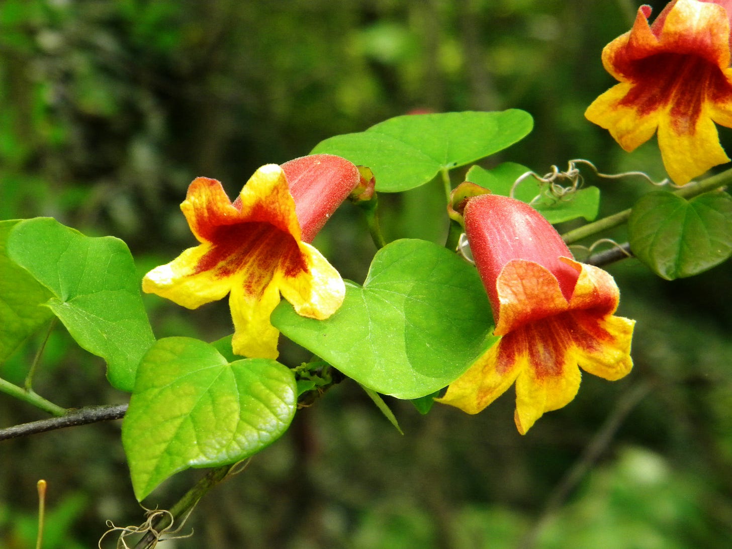 Large yellow and red crossfine flowers Large yellow and red crossfine flowers