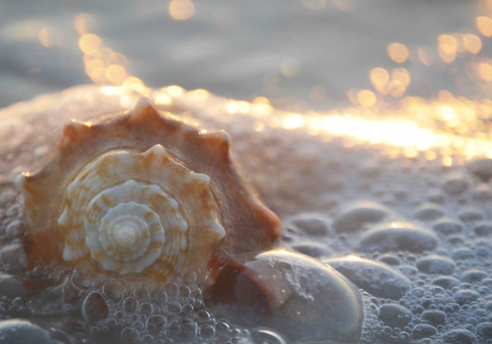 Sea shell with sea foam on a beach at sunset