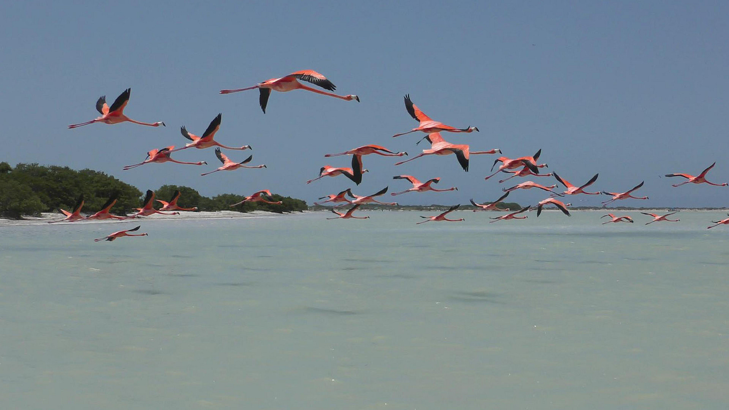 pink flamingos with black wing-tips, flying over the ocean
