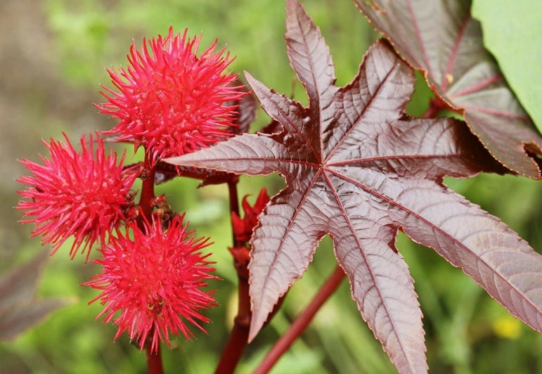 A plant with red flowers

AI-generated content may be incorrect.