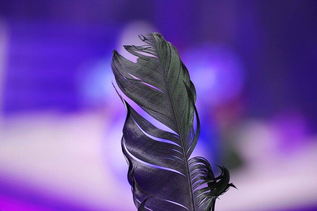 a tousled blue-black feather against a blurry purple background