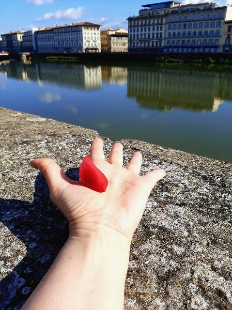 petal of a red rose onto the river Arno