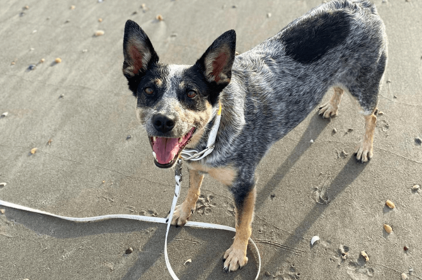 Scout, an Australian cattle dog, stands on the dog-friendly section of Cocoa Beach looking up at the camera with pointy ears