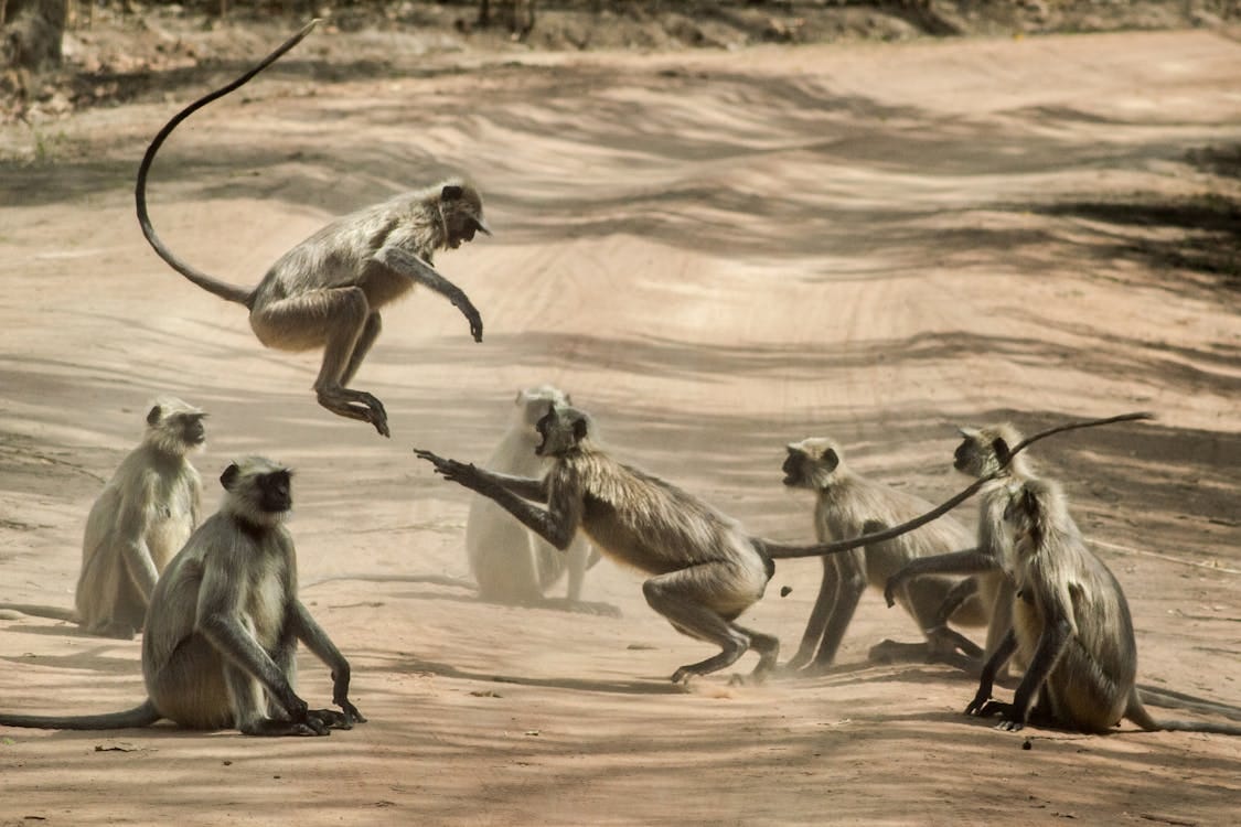 Free A group of langur monkeys playing and interacting on a dusty outdoor road. Stock Photo