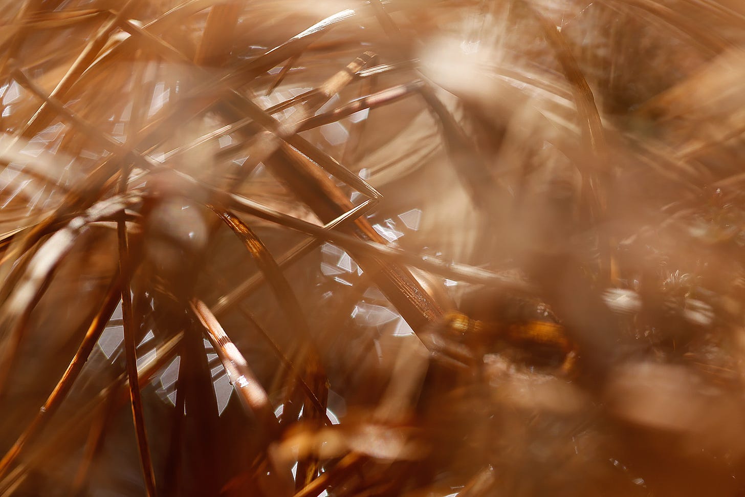 Orange leaves of Common Cottongrass (Eriophorum angustifolium) seen close up reveal the extraordinary in the ordinary lying at our feet.