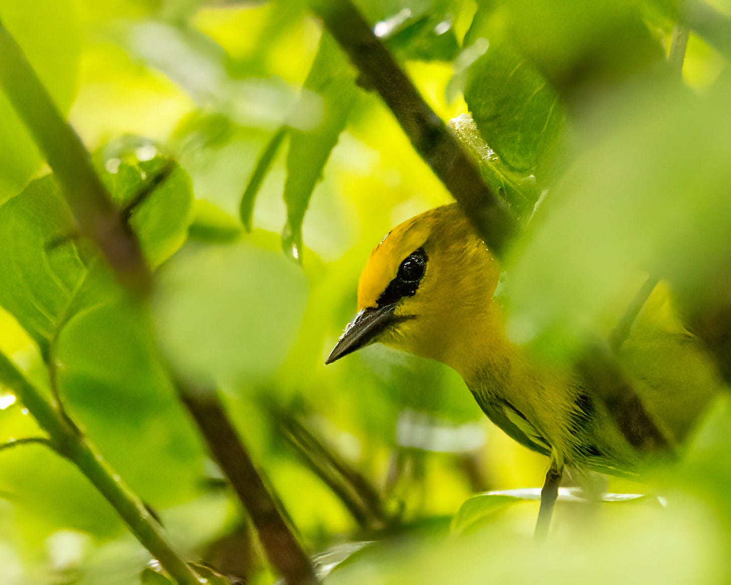 A blue winged warbler peers out from behind the leaves. This warbler is mostly bright yellow with a black stripe through his eye.