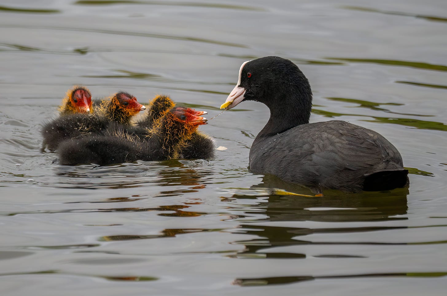 Photo of a coot parent feeding its chicks on the water