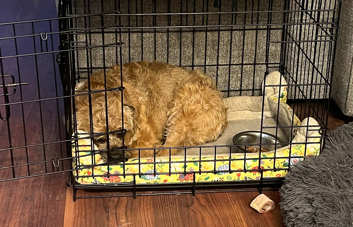 Lucy the scruffy tan border terrier laying curled against the wire bars of her open crate.