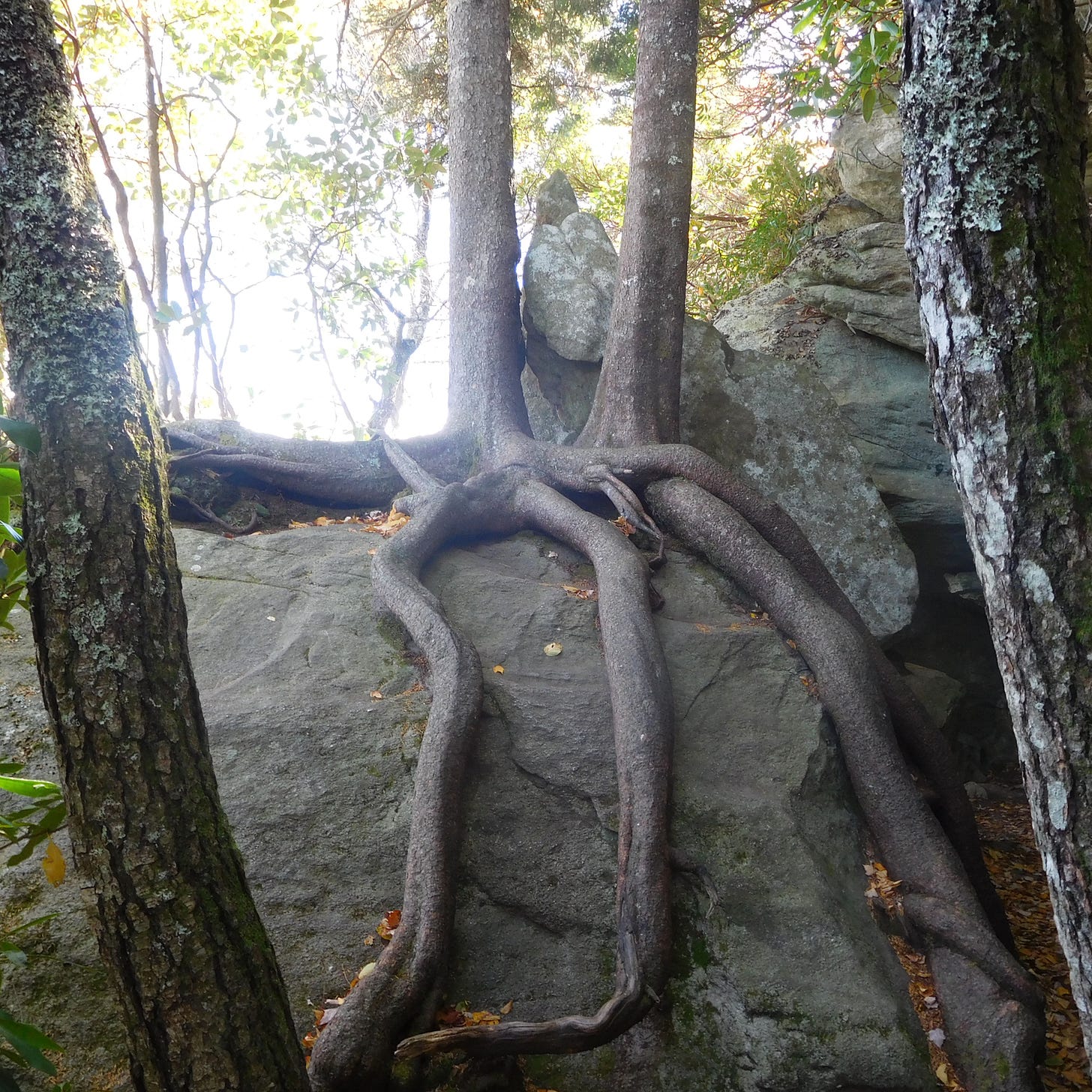 Two trees grow straight from a large boulder, down which thick roots are crossed and joined.