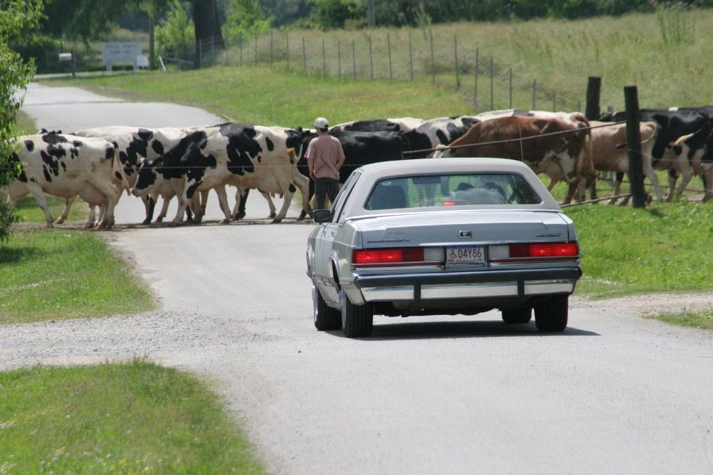 Do Cows or Cars Hurt the Planet More?