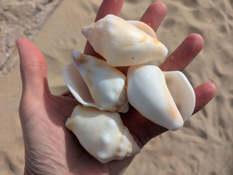 four middle-aged conch shells with faded colors and soft lines