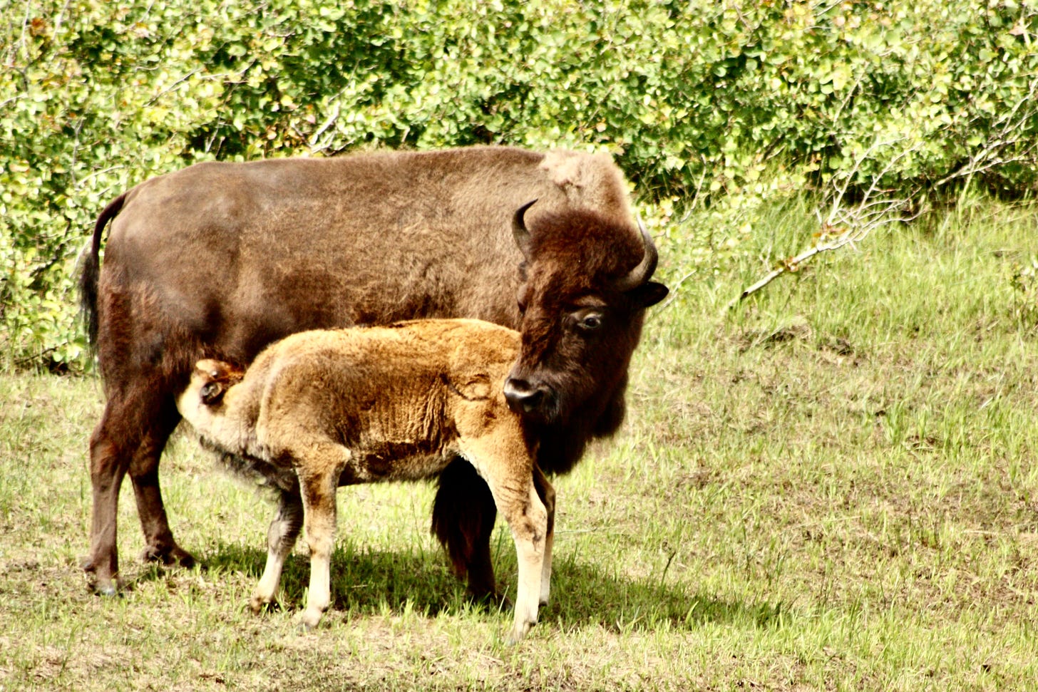 Bison mother and calf nursing.