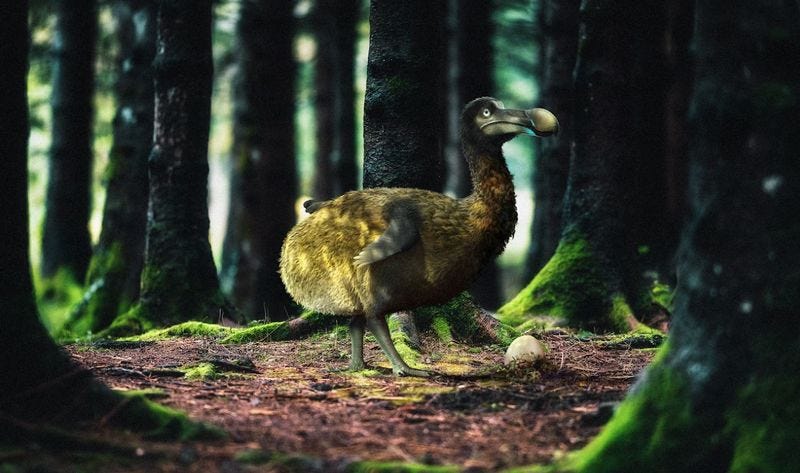 A rendering of a dodo in a forest. The last time the species was seen alive was in the 1600s, and now&nbsp;Colossal Biosciences says it will one day bring the birds back.