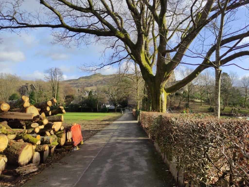 Cut trees beside a wide path and a large tree stands over a trimmed hedge.