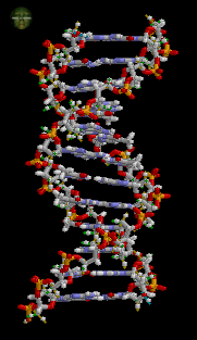 Τρισδιάστατη δομή του μορίου DNA.