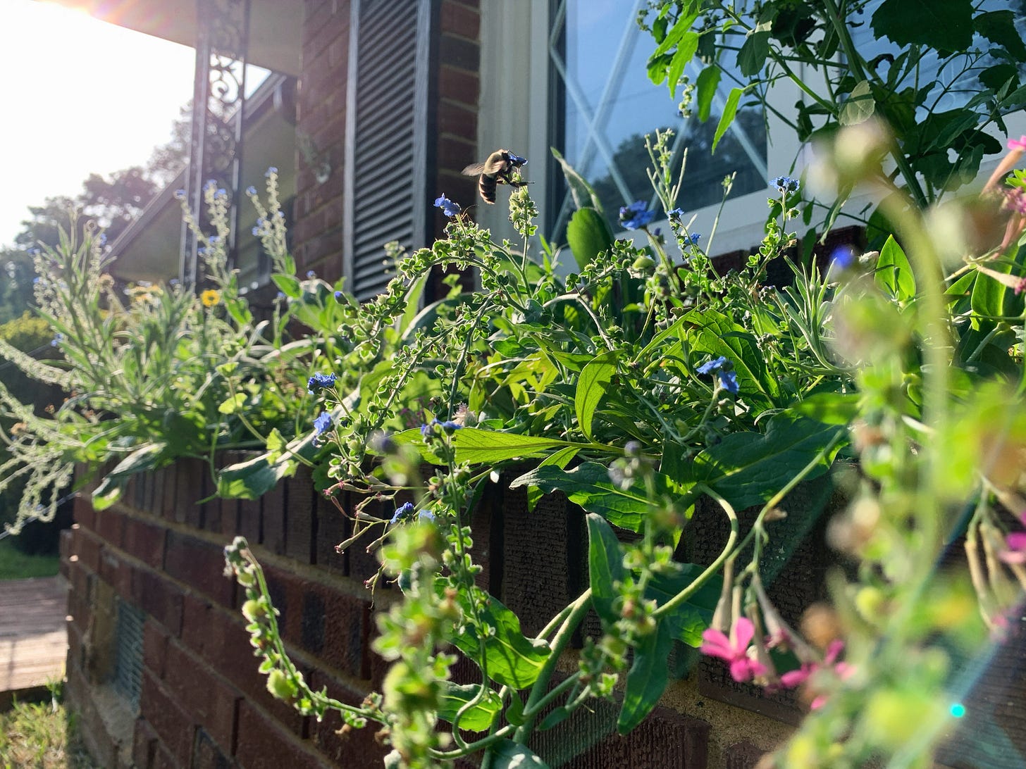 Close-up shot of the wildflowers in the brick raised garden bed. The flowers are reaching out towards the sun. A bumblebee rests atop one of the flowers.