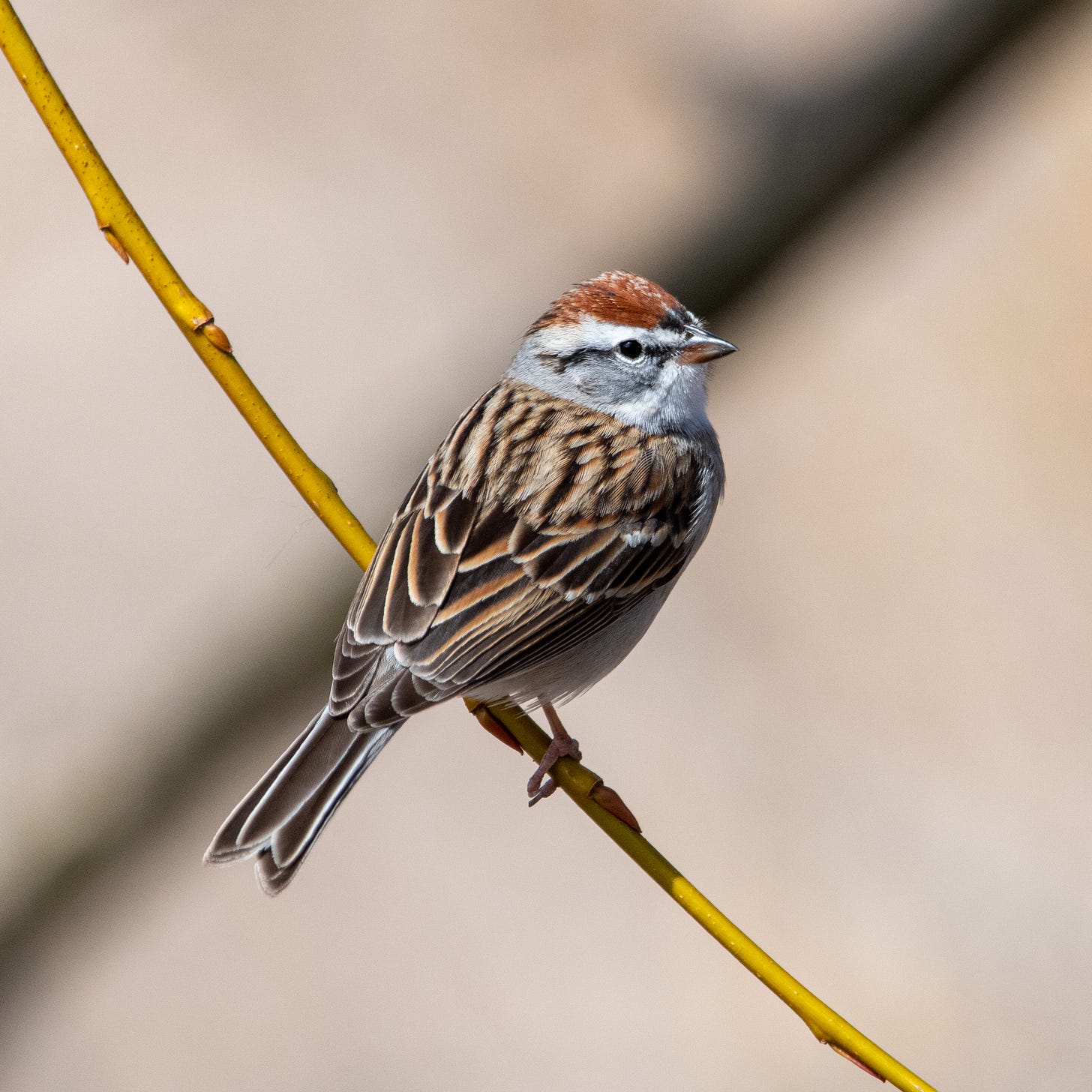 A chipping sparrow, with a bright russet crown, perched in the X of two crossed tree stems, looking over its shoulder toward the camera