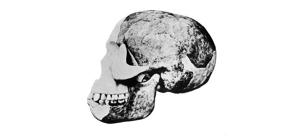 Skull and jaw from Piltdown, viewed from the left side. 