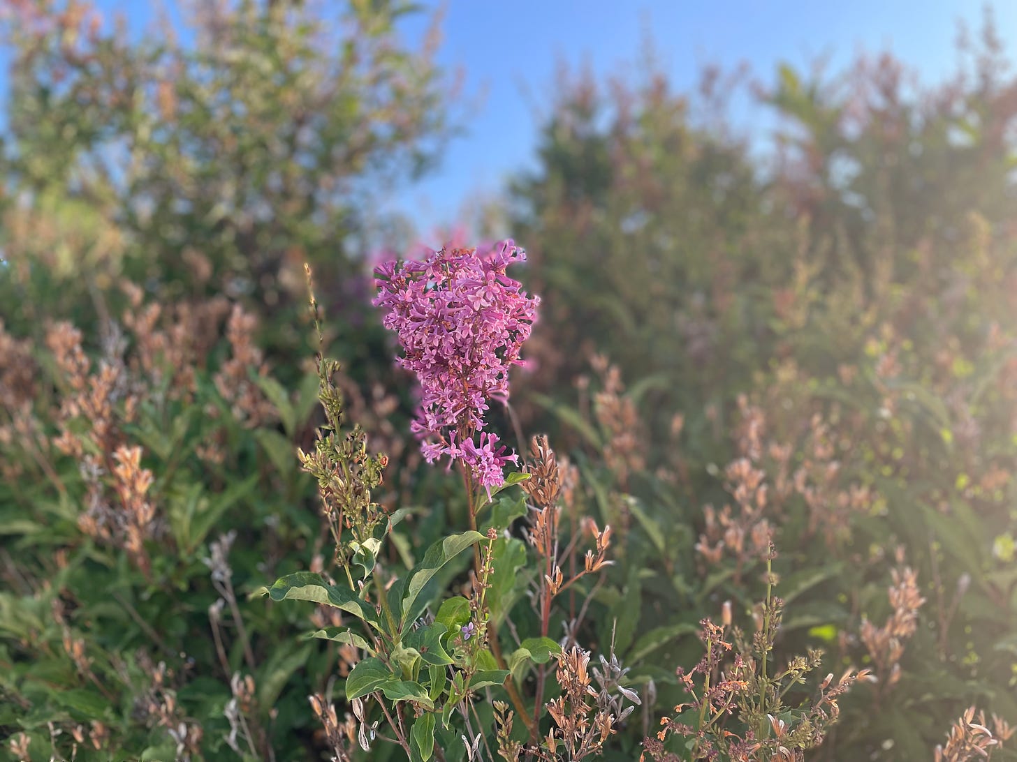 A picture of a flower against a blurred background of bushes