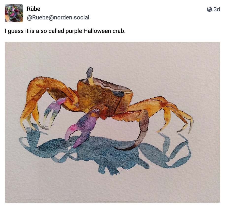 I guess it is a so called purple Halloween crab.