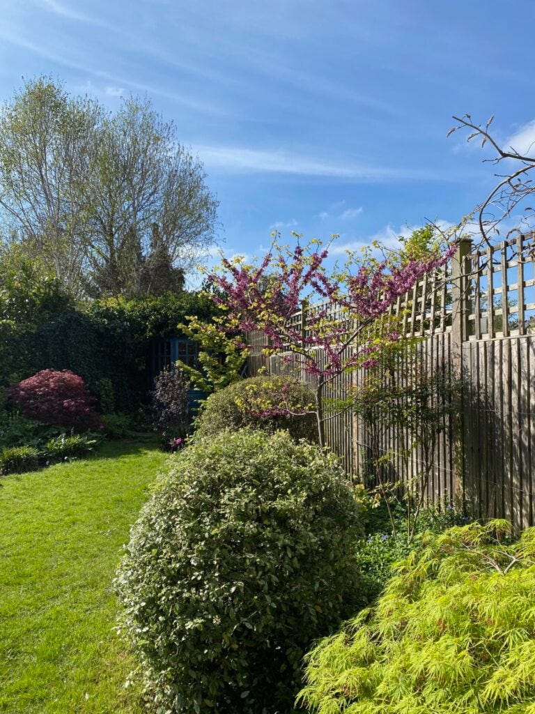 Sunshine in the garden and it feels as though the leaves have appeared overnight