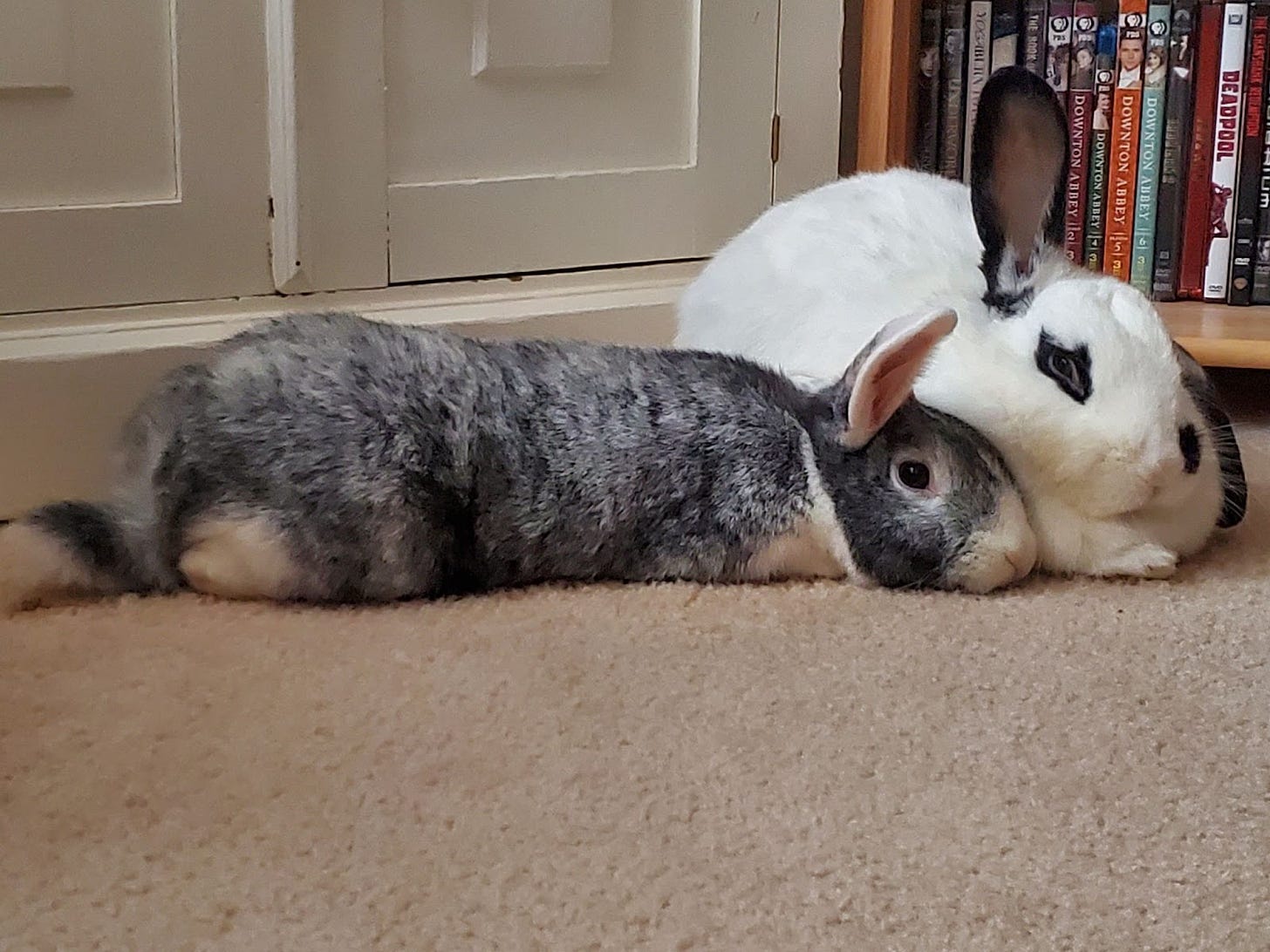 A gray bunny and a white bunny with black ears snuggle together on a carpeted floor