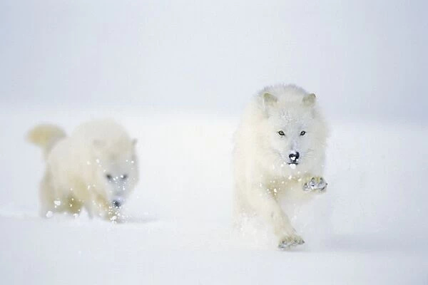 Two Arctic Wolves running in winter snow. MW2623 Our beautiful Wall Art and  Photo Gifts include Framed Prints, Photo Prints, Poster Prints, Canvas  Prints, Jigsaw Puzzles, Metal Prints and so much more