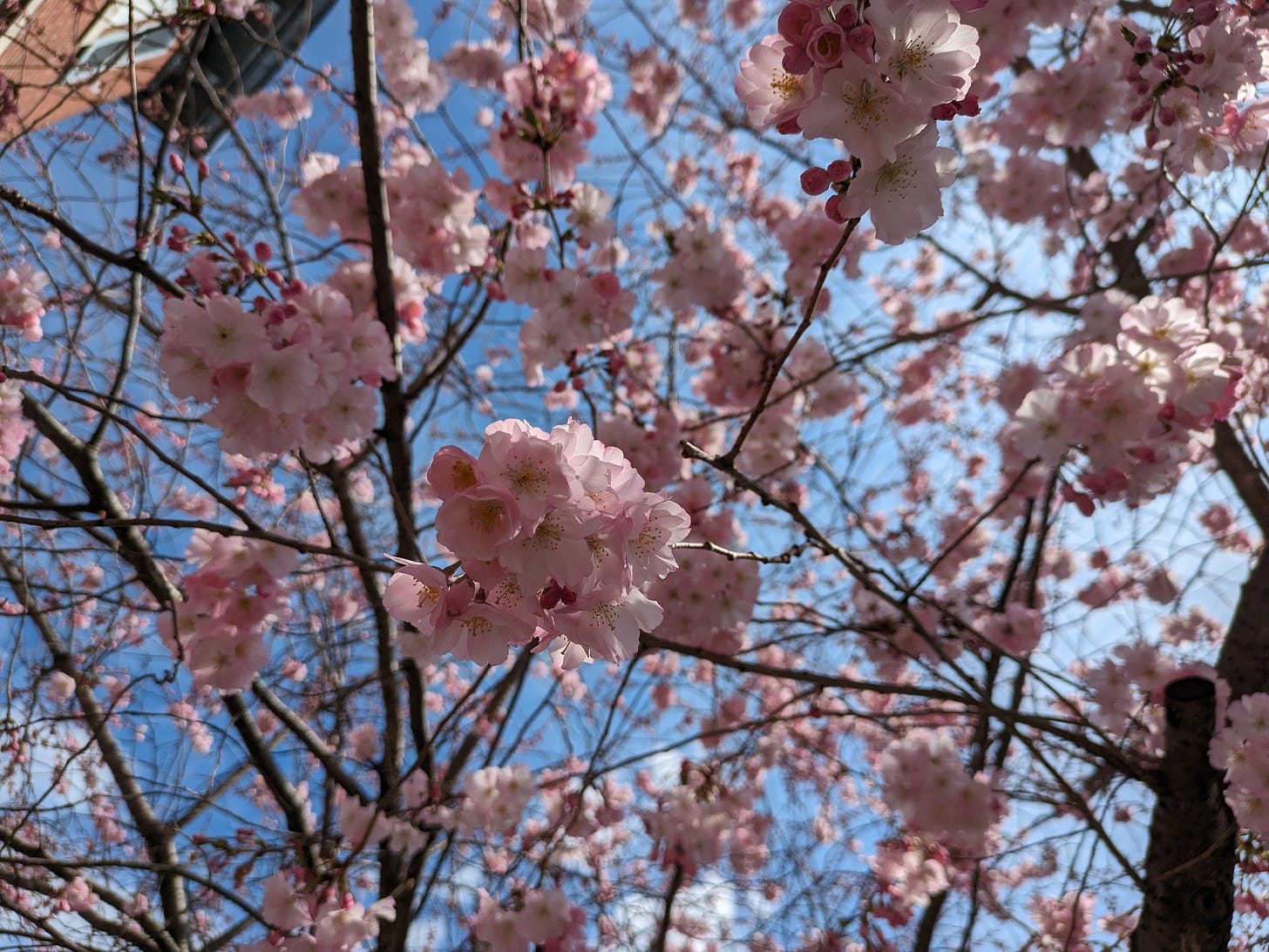 Pink cherry blossom flowers against a blue sky.