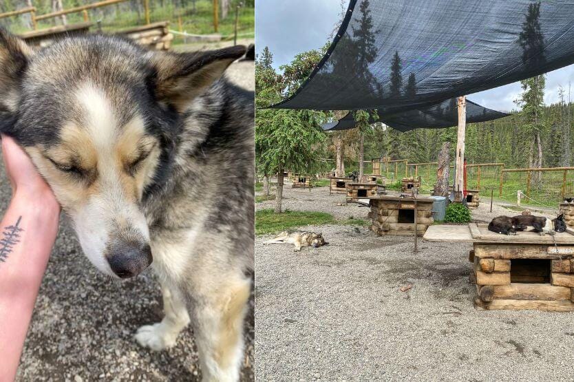 A husky leans into a hand for petting next to another image showing the Denali Sled dog kennels from a zoomed out point of view