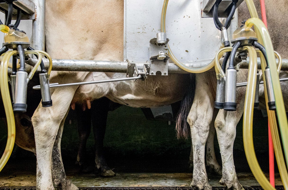 The side view of a diary cow standing behind milking equipment