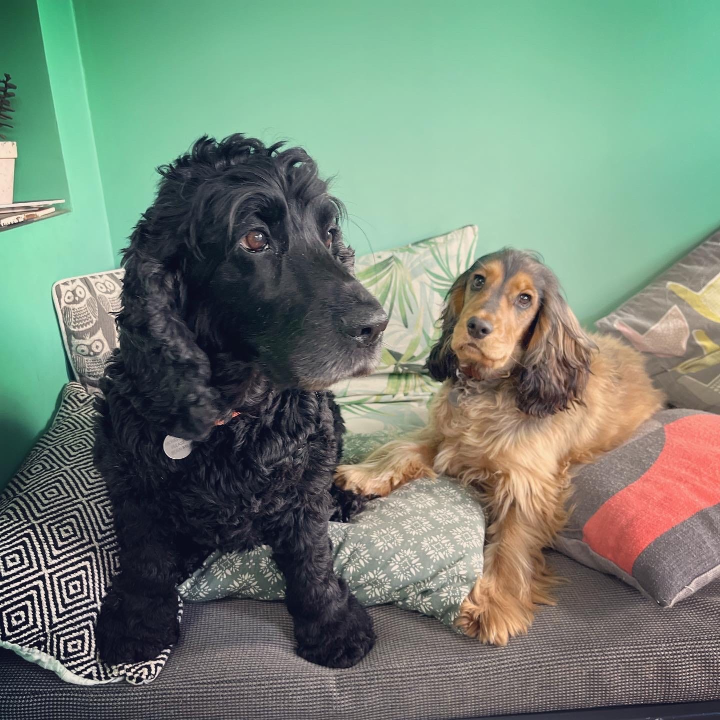 Two cocker spaniels, one black, one sable, are sitting on a grey banquette amongst colourful and patterned cushions. Behind them is a green wall. They look extra cute.