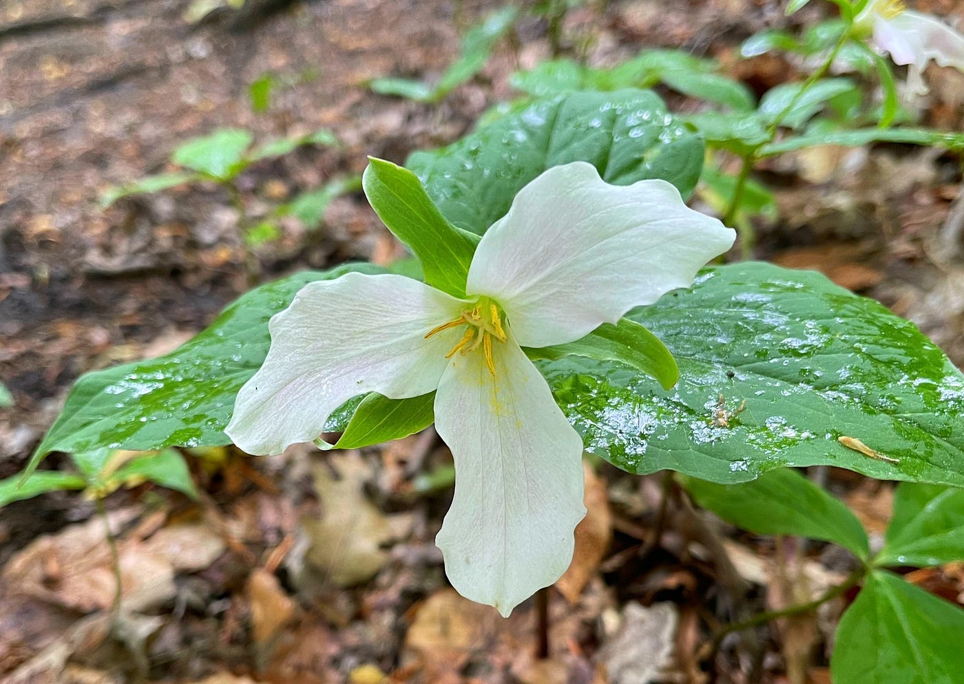 A white flower with three leaves, on the background, more green leaves.