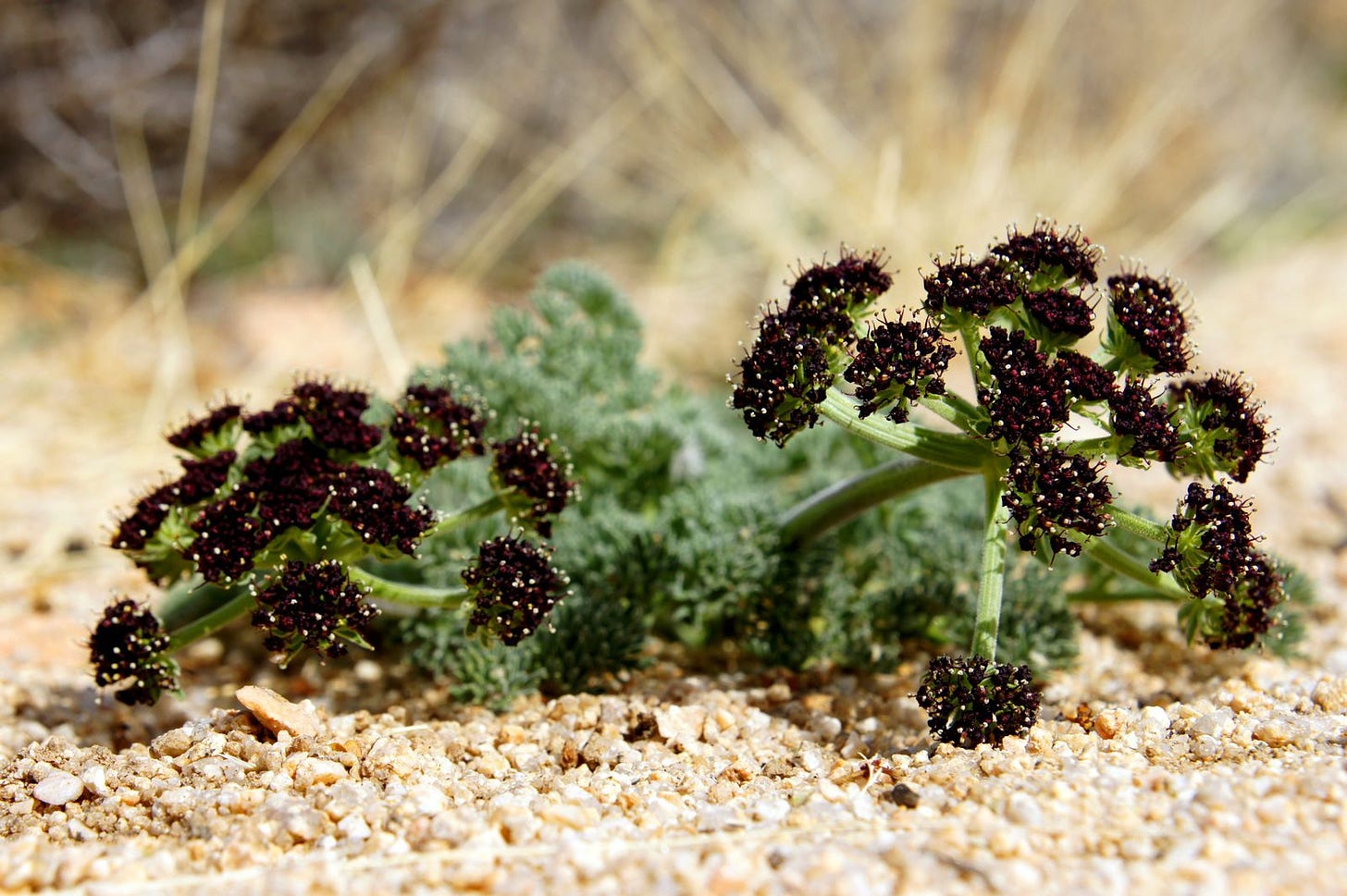 Tiny black flowers popping up along the Boy Scout Trail.