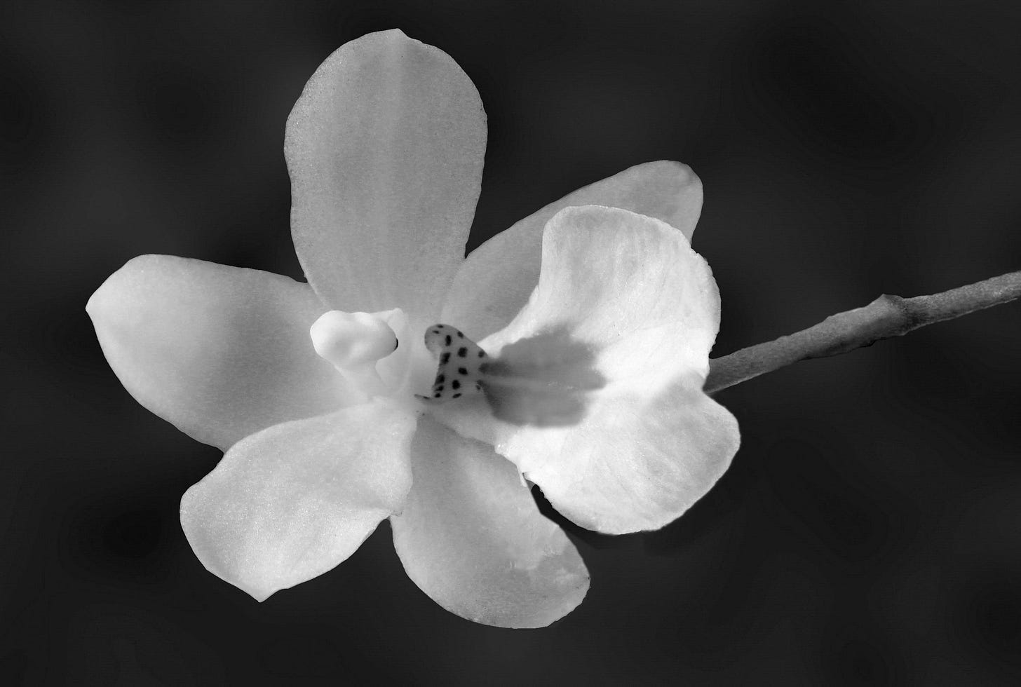 Orchid