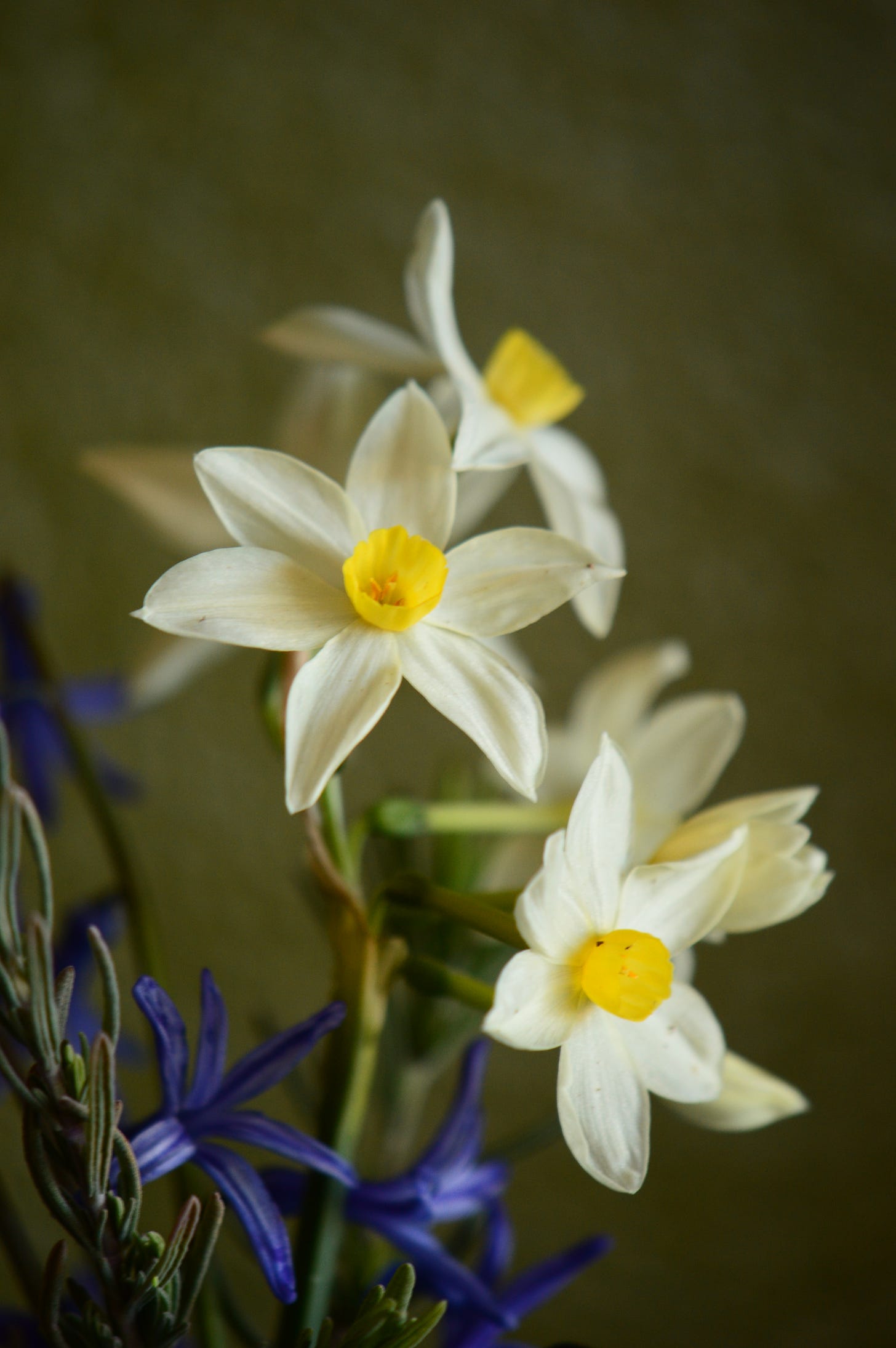 close-up of starry white and yellow narcissus blooms