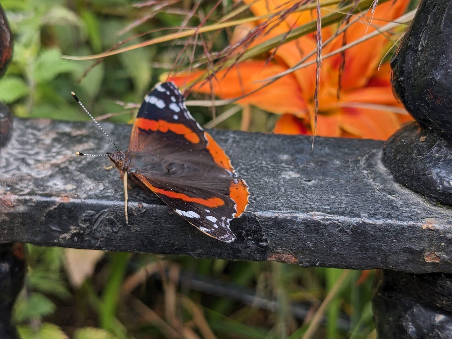 an orange and black butterfly pauses, wings open, on a black-painted iron gate.