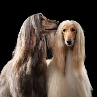 The Afghan Hound - Modern Dog Magazine