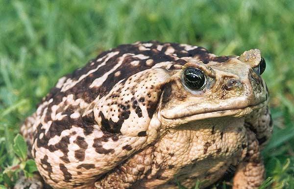 A light morph of the cane toad in green grass. The cane toad is facing the camera and is pale tan with dark splotches.