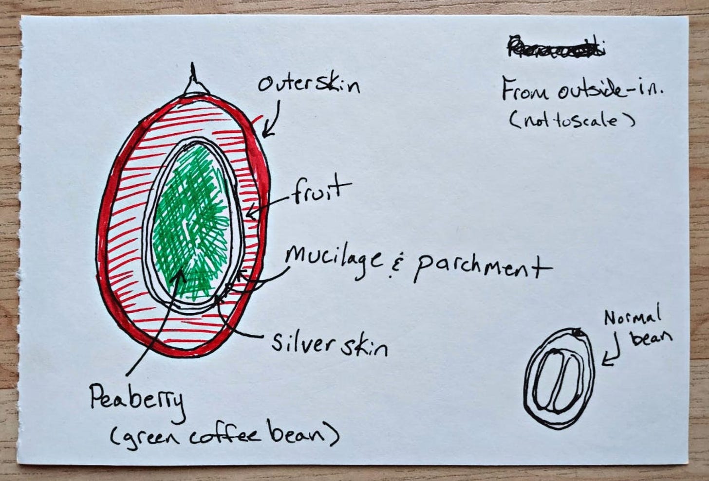 A pen and ink sketch of the layers of a coffee cherry labeled. From the outside-in: Outerskin, Fruit, Mucilage and Parchment, Silver Skin, Green Coffee Seed. 