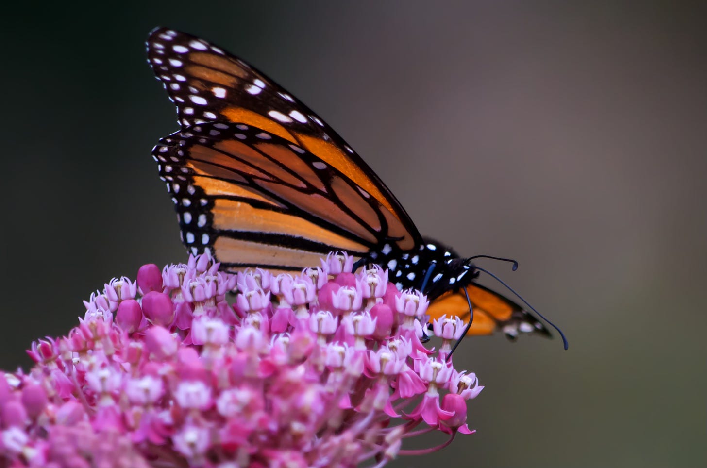 Monarch Butterfly on pink Swamp Milkweed blossom.