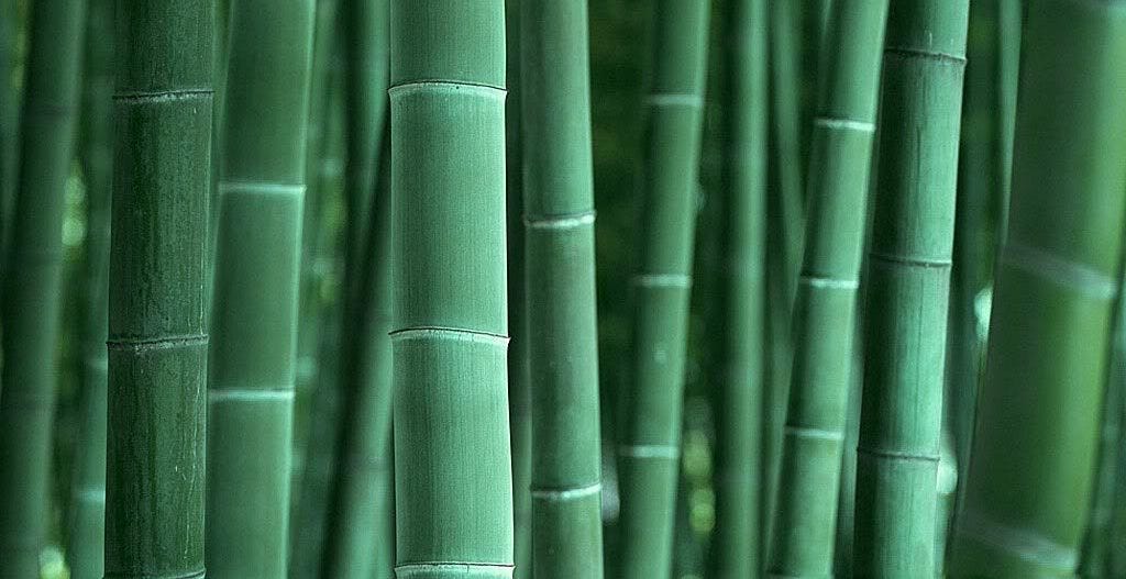 Bamboo-background