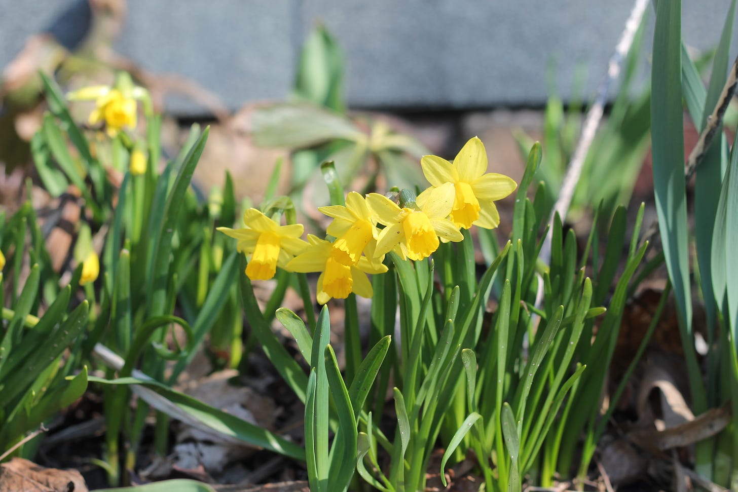 A cluster of small yellow daffodils