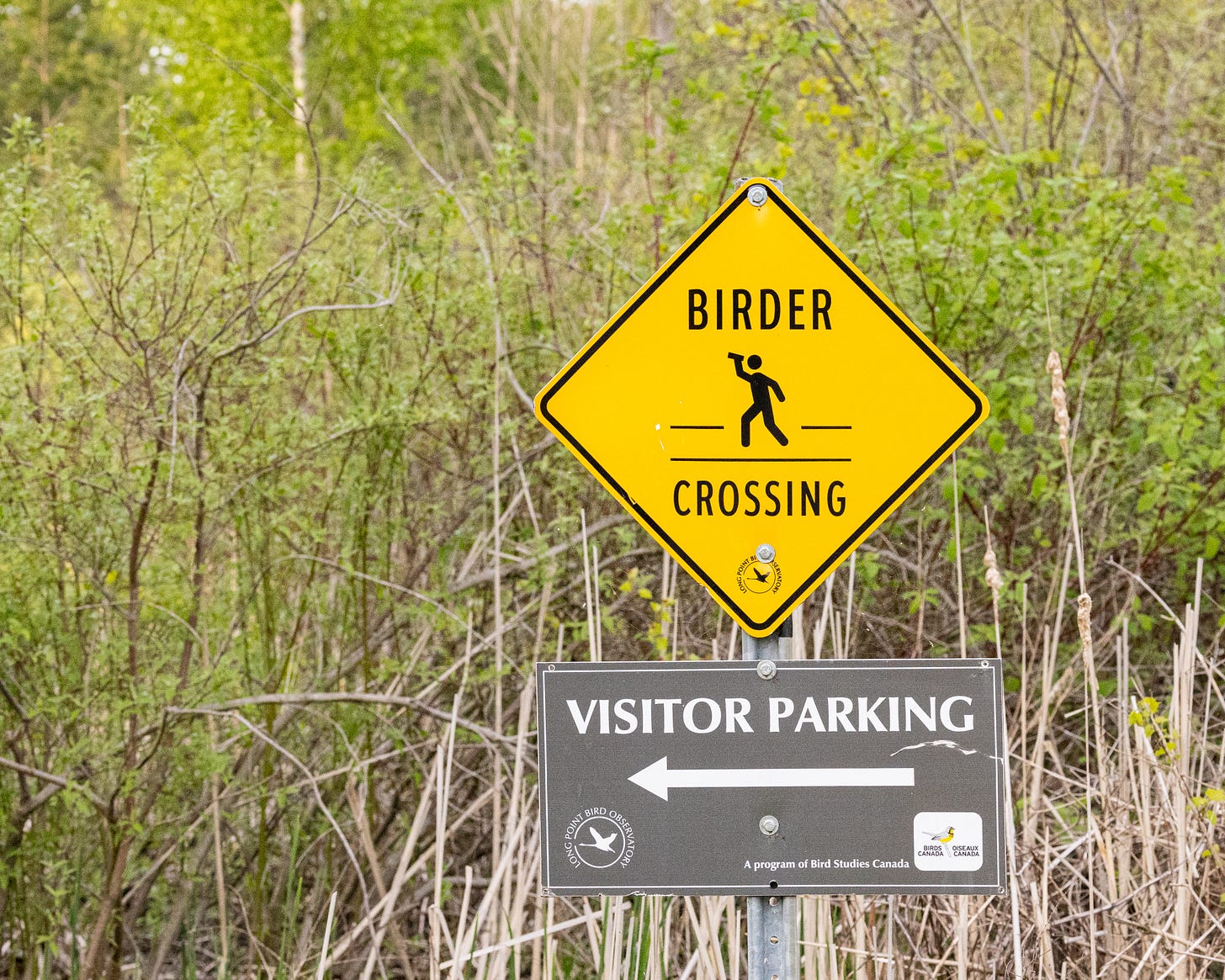 This image shows a street sign with the words "Birder Crossing" and an icon of a person walking across the road with binoculars. There is also a Visitor Parking sign below it.