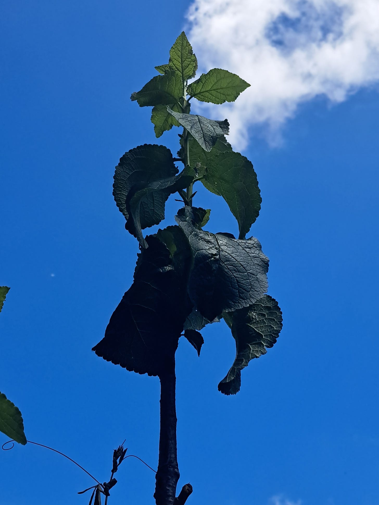 Greengage fruit tree leaves