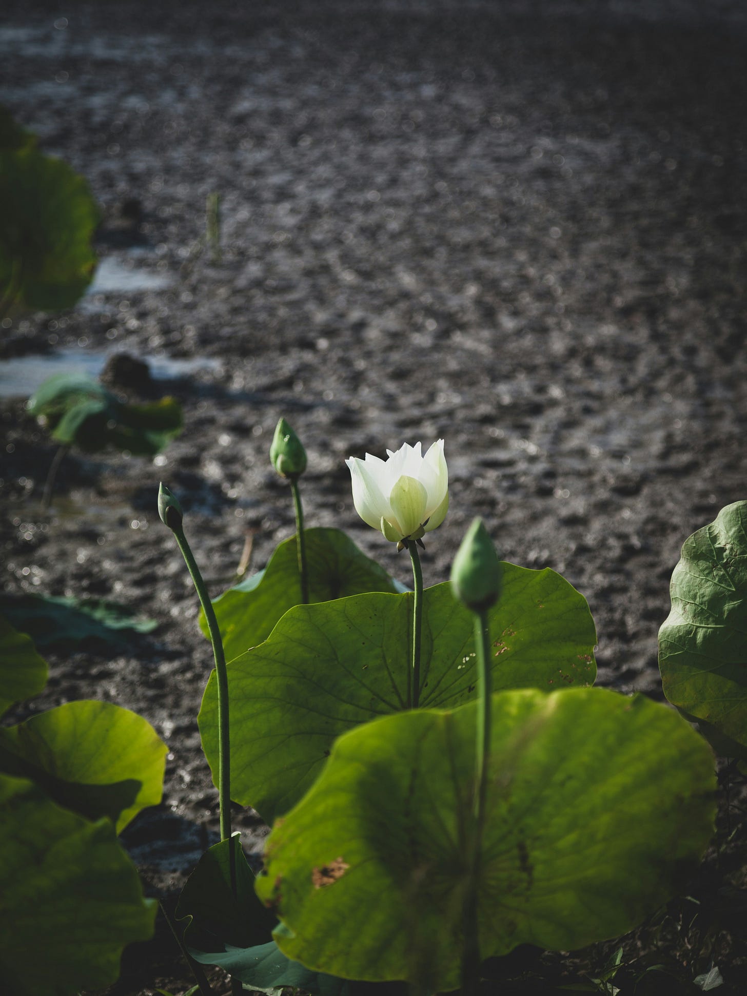 A single, white lotus flower with large green leaves in front of a field of black mud A single, white lotus flower with large green leaves in front of a field of black mud
