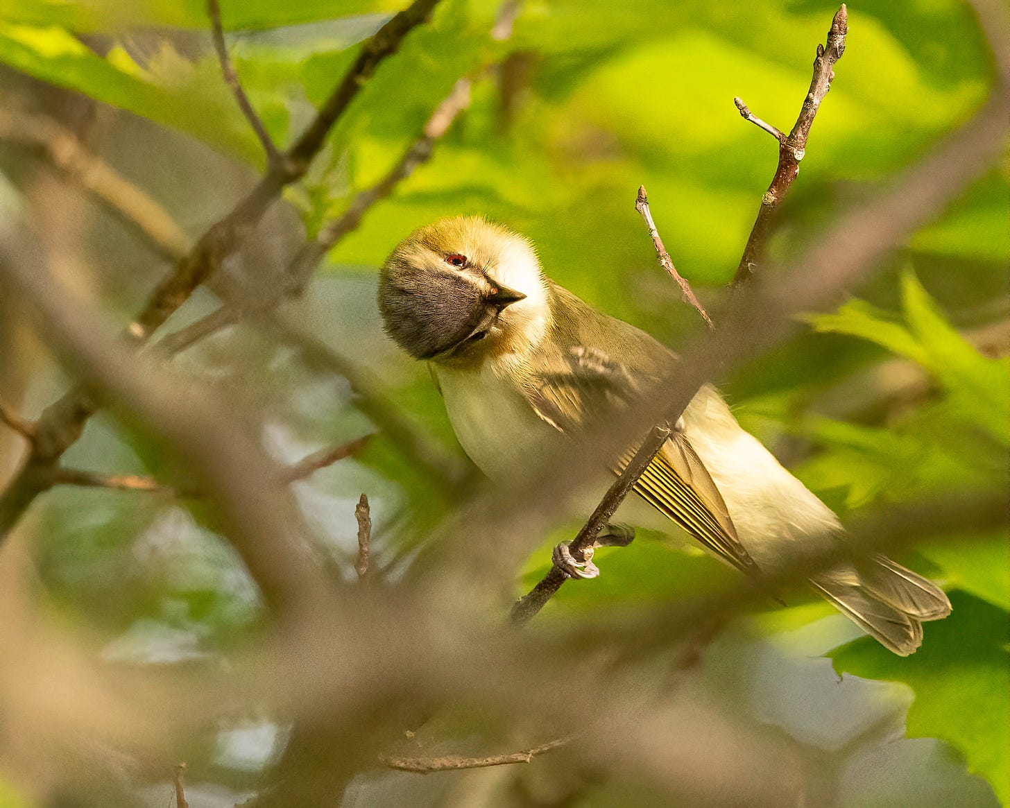 The red-eyed vireo turns its head 90 degrees to the right as it looks at the photographer.