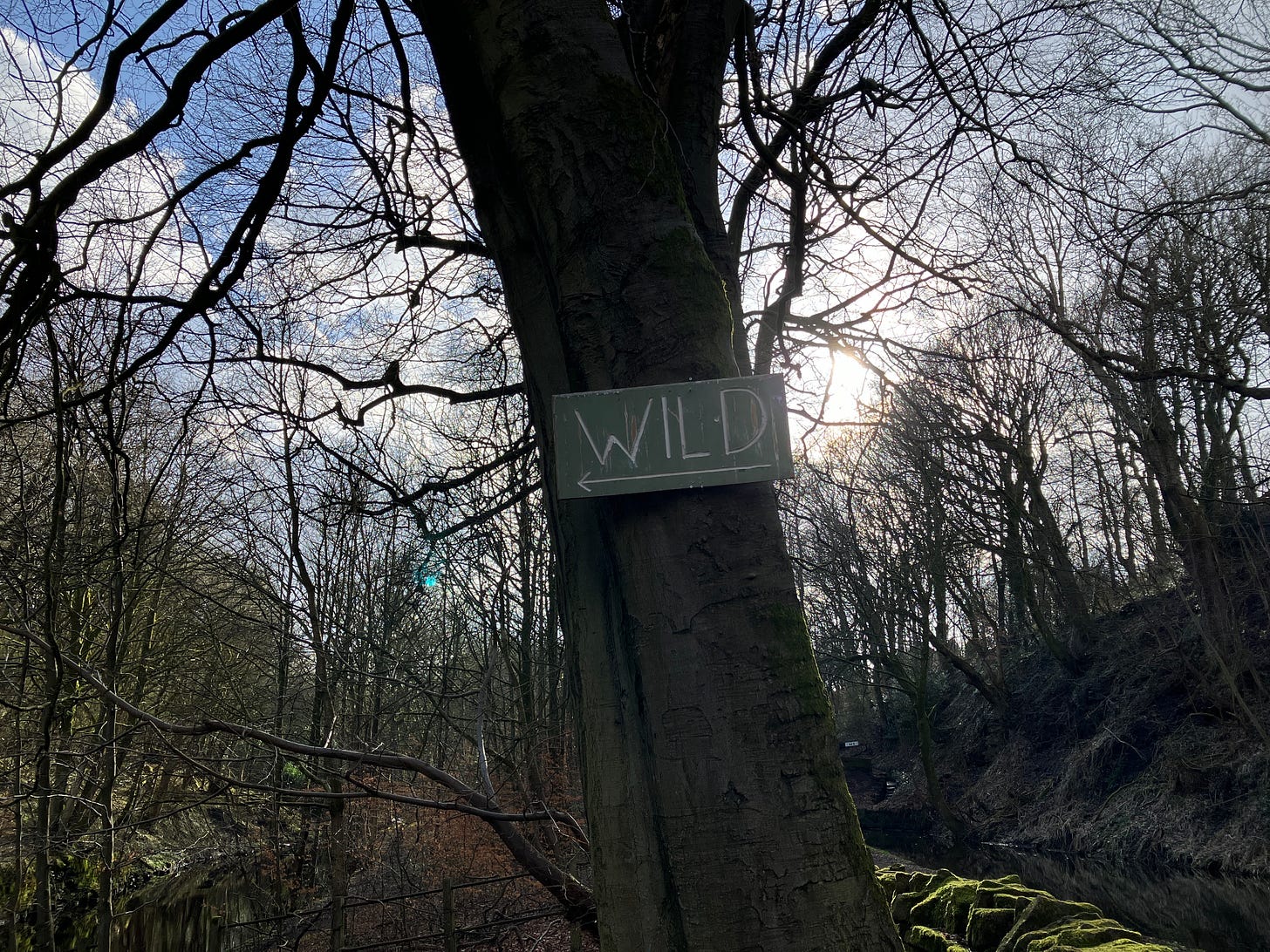 Tree silhouetted against a cloudy blue skie with a sign saying wild on it
